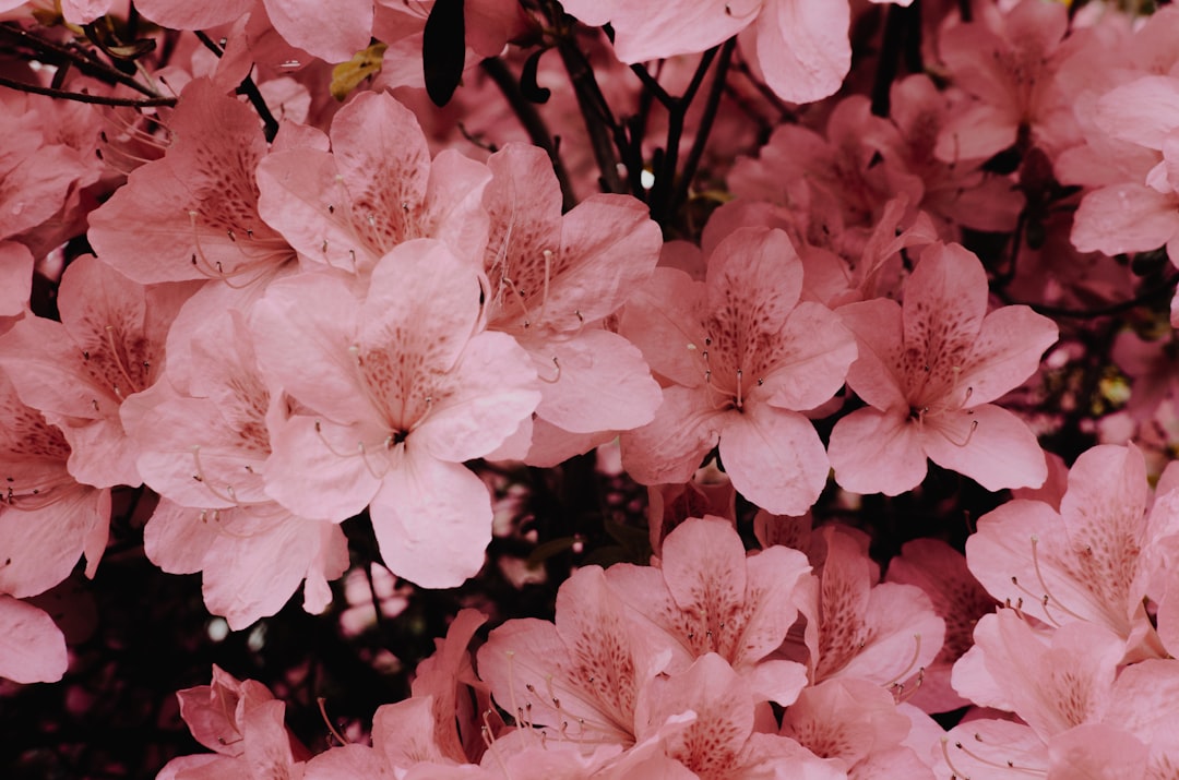 Finding Inner Peace: The Art of Heiwa